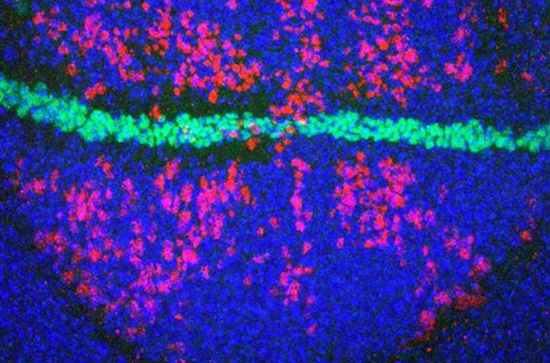 <p> Disco imaginal de 'Drosophila' sometido a radiación ionizante y teñido con marcadores de muerte celular (rojo), de núcleos (azul) y del borde dorso-ventral (verde). - CBMSO </p>
