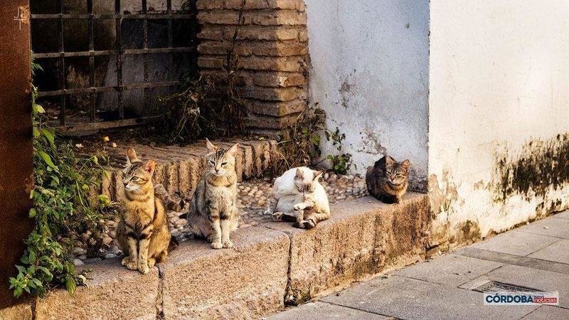 <p> Gatos callejeros | José León </p>