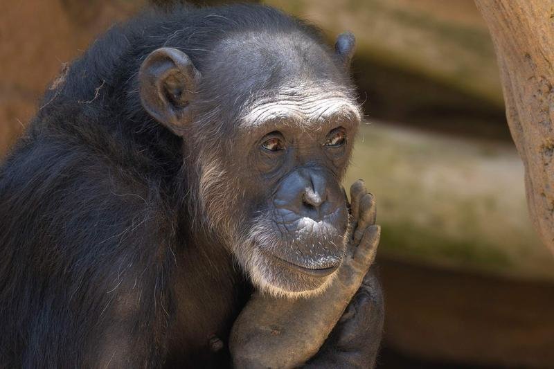 <p> Julieta, la chimpancé rescatada </p>