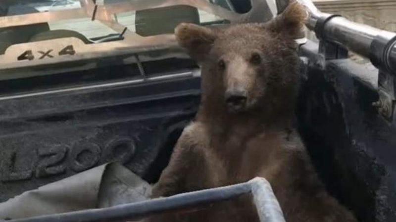 <p> El oso rescatado tras comer miel alucinógena </p>