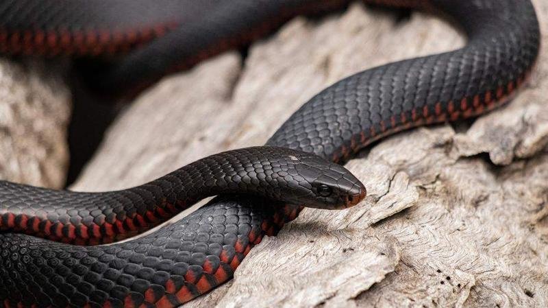 <p> Foto de archivo de una serpiente </p>