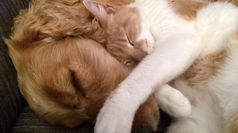 <p> Perrita durmiendo junto a un gato </p>