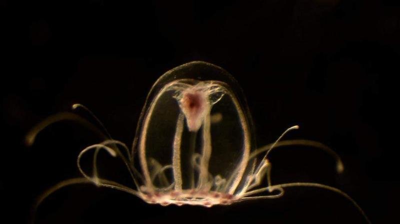 <p> La medusa inmortal (Turritopsis dohrnii).EUROPA PRESS </p>