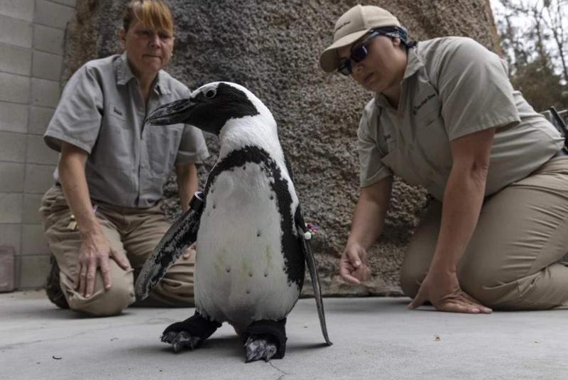 <p> El pingüino Lucas - San Diego Zoo </p>
