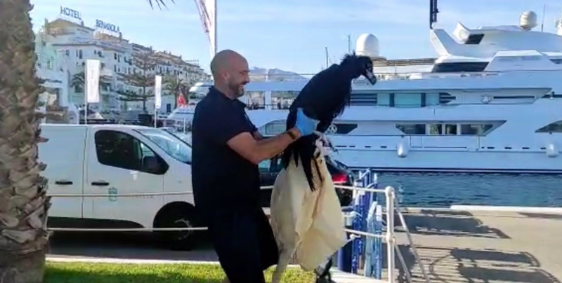 <p> Un ejemplar joven de buitre negro que había caído al mar en Marbella y que ha sido rescatado - AYUNTAMIENTO DE MARBELLA </p>