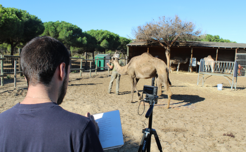 <p> Proceso de tomar medidas a los camellos </p>