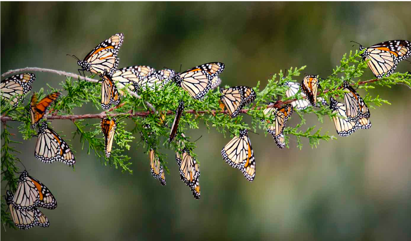  Mariposa monarca 