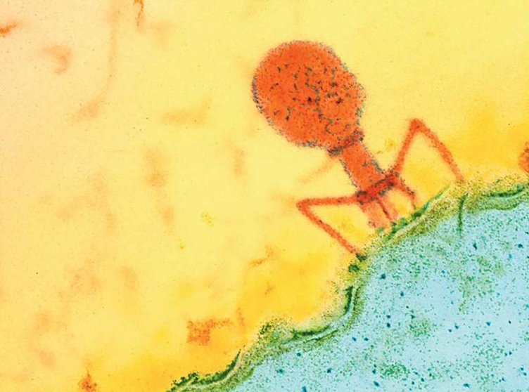  Virus fago infectando una célula bacteriana 