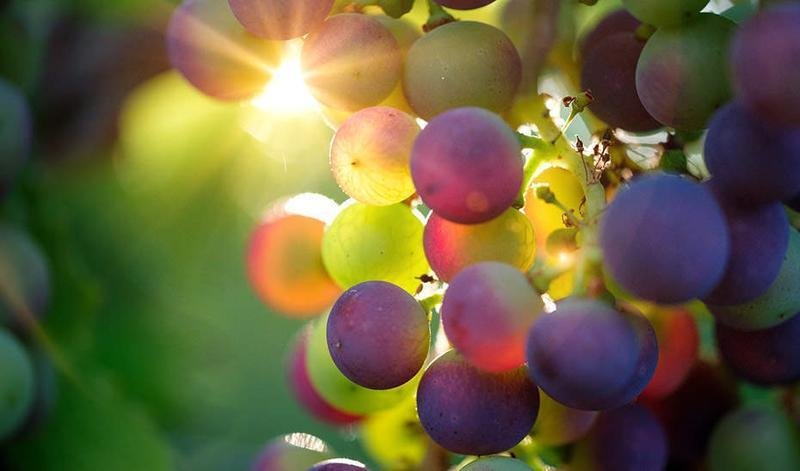  Los otorrinolaringolos recomiendan no dar, sobre todo a los menores de 5 años, las tradicionales doce uvas para dar la bienvenida al nuevo año. 