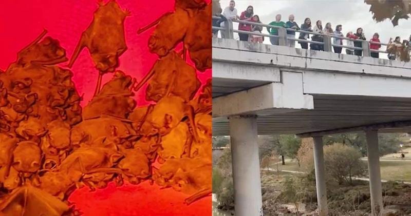  Murciélagos bajo el puente de Houston 