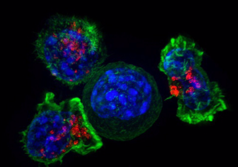  Un Caballo De Troya Contra El Cáncer: Células Diseñadas Genéticamente Y Ocultas En Biocápsulas Para Atacar Tumores Sólidos Desde Dentro - CSIC 