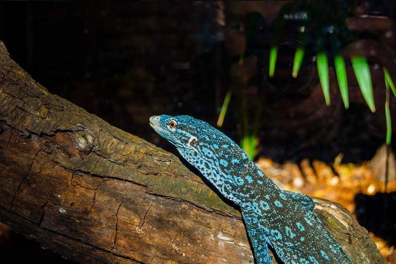  Cría de verano azul, el reptil más bello del mundo 