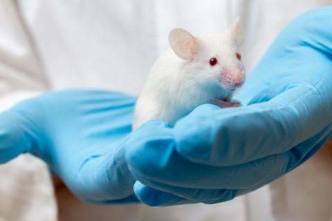  Ratón de laboratorio 