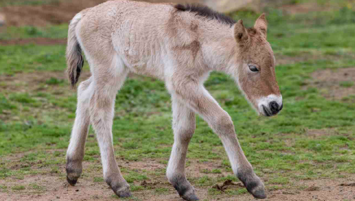  El potro de caballo de Przewalski por Ken Bohn / San Diego Zoo Wildlife Alliance 
