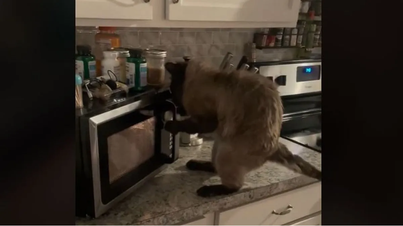  El gato abriendo el microondas 