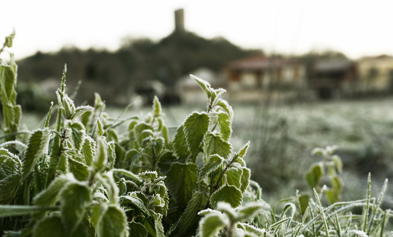  Vegetación afectada por las heladas en el concello de Sandiás, a 24 de enero de 2023, en Ourense, Galicia (España). - Rosa Veiga - Europa Press 