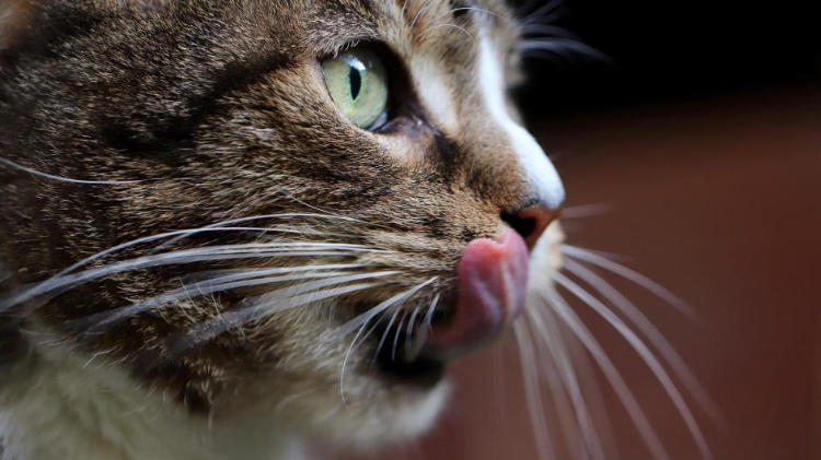  Imagen de archivo de un gato relamiéndose.Annette Meyer / PIXABAY 