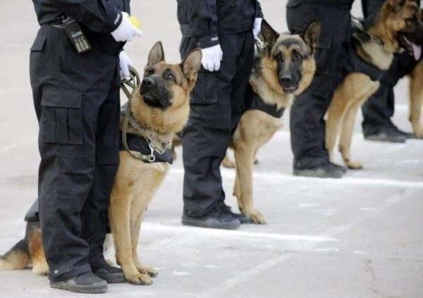 Perro policía 
