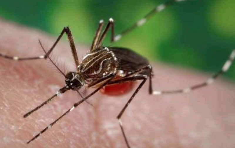  Archivo - Ejemplar de mosquito Aedes aegypti - GOBIERNO DE CANARIAS - Archivo 