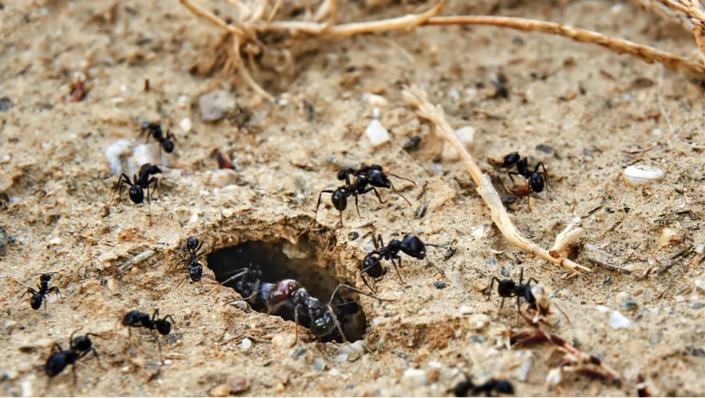  Hormigas en su hormiguero 