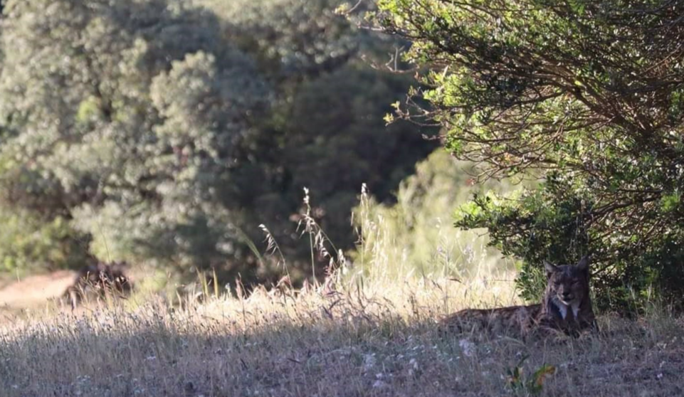  Un ejemplar macho adulto de lince ibérico descansa a la sombra del calor el 25 de abril de 2023 en la finca El Encinajero, en Andújar (Jaén). - EDUARDO FERNÁNDEZ, TERABITHIA, CEDIDA A EP 