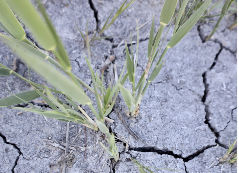  La sequía, principal preocupación para el mundo rural - Patricia Galiana - Europa Press 