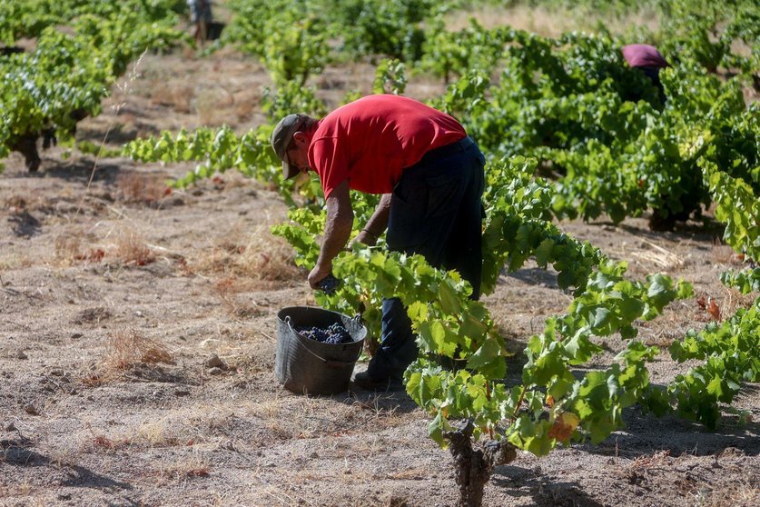  Un trabajador recogiendo uvas en el campo en pleno mes de agosto 