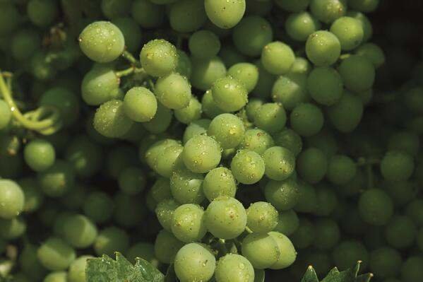  La vendimia de uva blanca 
