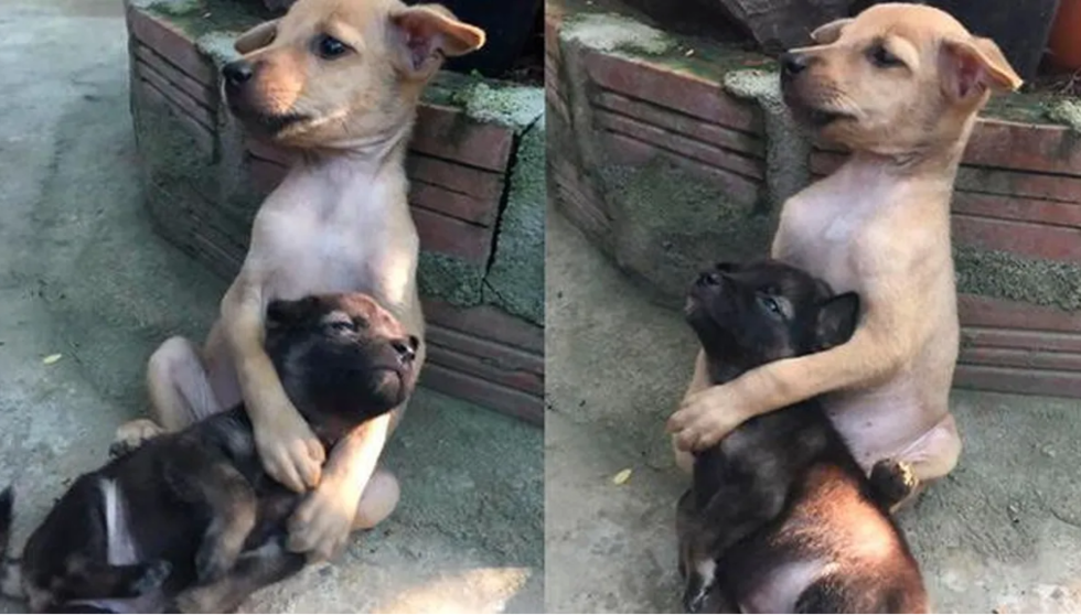  La tierna imagen de los cachorros abrazándose 