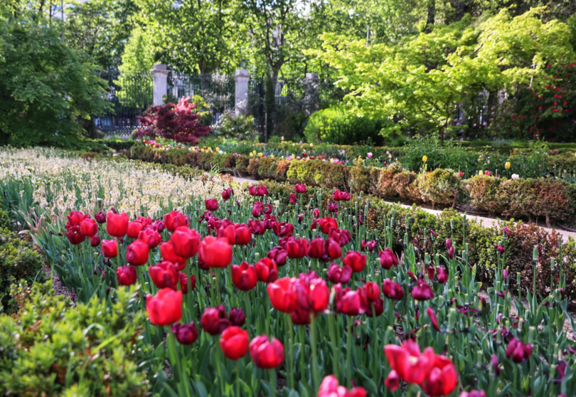  Archivo - Tulipanes en el Real Jardín Botánico, a 15 de abril de 2023, en Madrid (España). 17.000 tulipanes de distintos colores han brotado en el Real Jardín Botánico de Madrid para dar la bienvenida a la primavera. - Ricardo Rubio - Europa Press - Archivo 