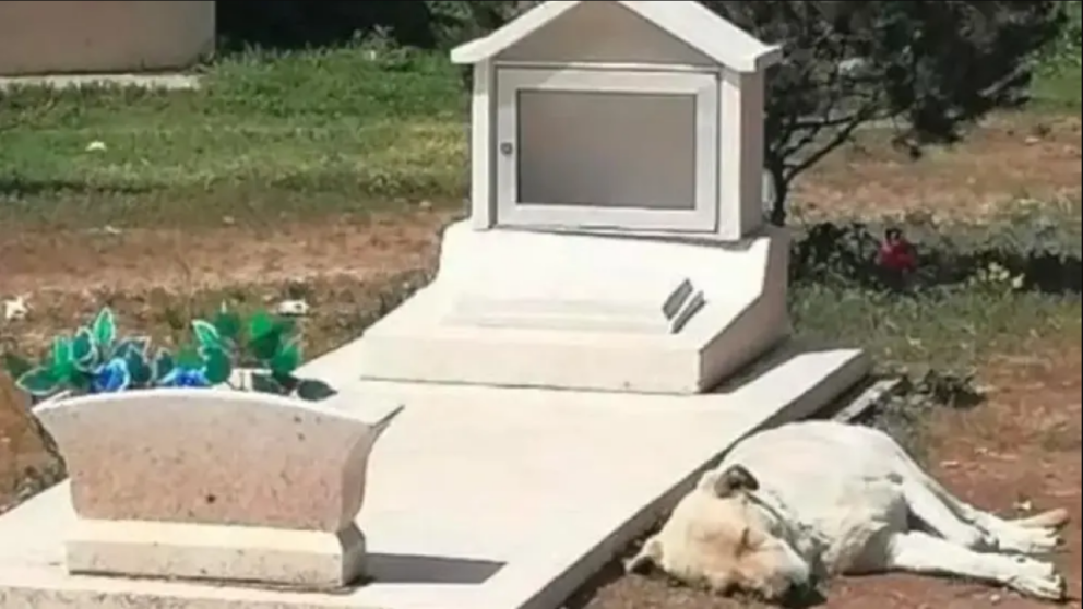  El perro en México pasando las horas junto la tumba de su dueño 
