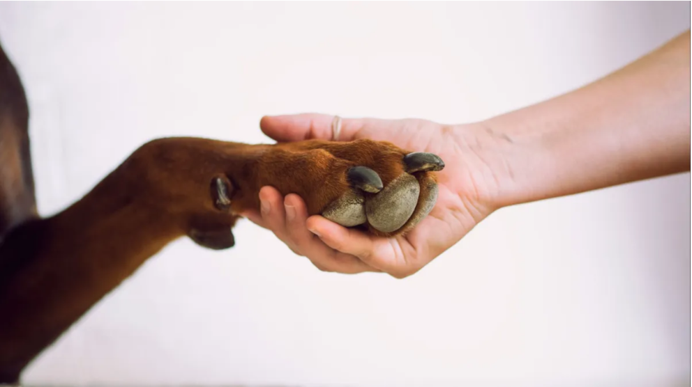  Perro y dueño se dan la mano 