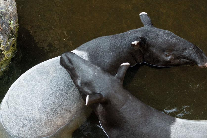  tapir malayo bioparc fuengirola 