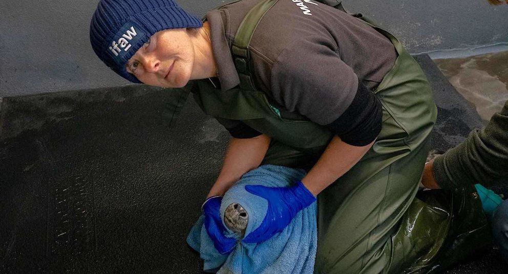  Lizzi Larbalestier en el British Divers Marine Life Rescue Hospital dando medicamentos a una foca 