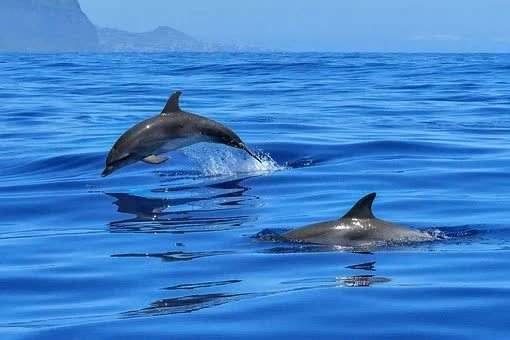  Delfines en el mar | Pixabay 