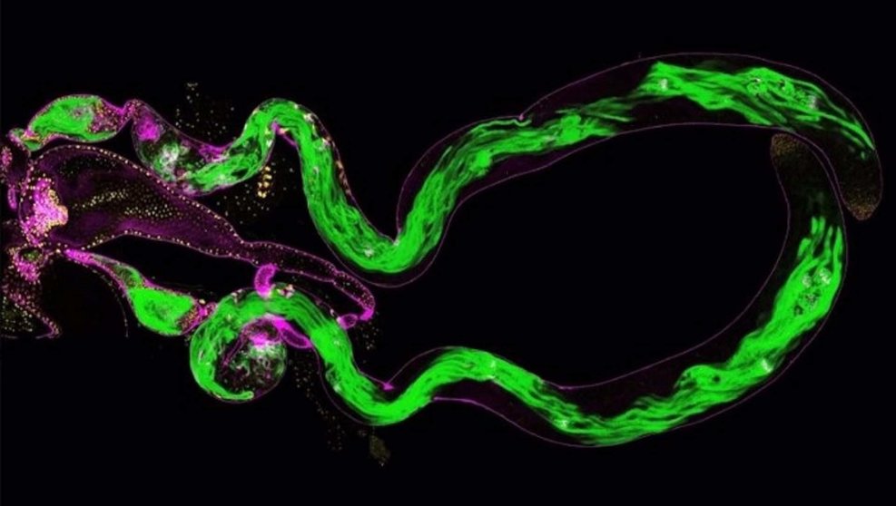  Formación de grupos de espermatozoides (verde) en testículos de una mosca de la fruta 
