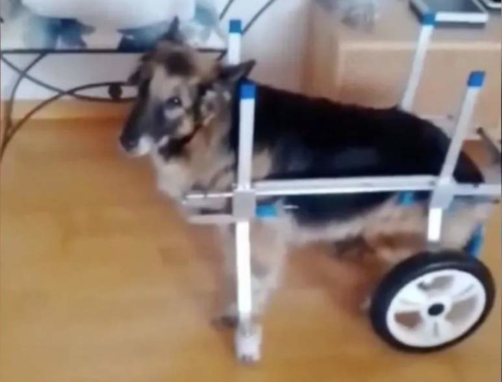  Canela con su nueva silla de ruedas 
