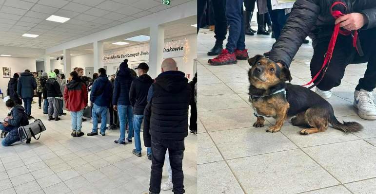  KTOZ Schronisko en Cracovia, donde cientos de personas vinieron a adoptar perros de forma permanente o temporal para sacarlos del oeste. crédito KTOZ Schronisko 