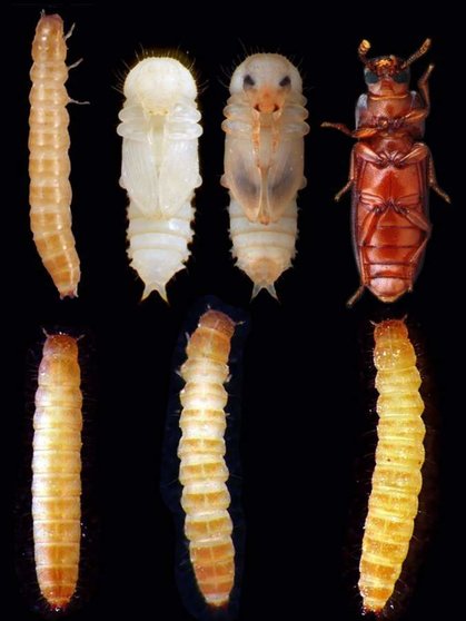  El estudio demuestra que, sin la intervención de la miostatina, el escarabajo no puede pasar a la edad adulta y será una larva durante todo su ciclo de vida. - IBE 