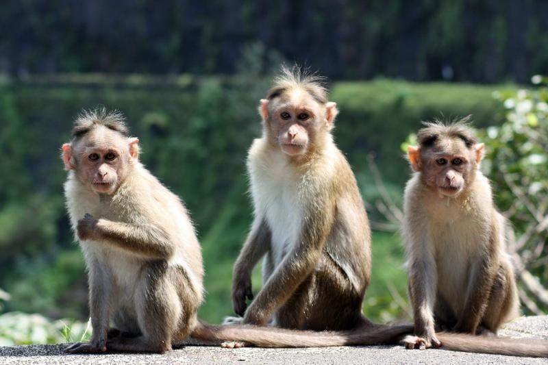  La OMS advierte contra la matanza de monos en Brasil por el miedo de la gente a contagiarse de la viruela del mono 