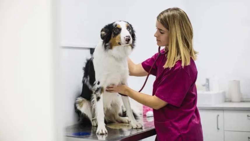  Veterinaria tratando a un perro 