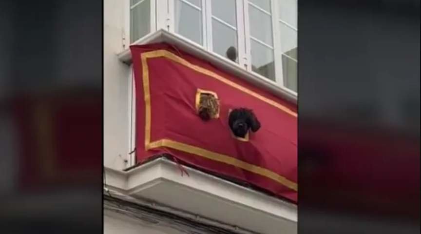  Los perritos cofrades asomando su cabeza por el balcón 