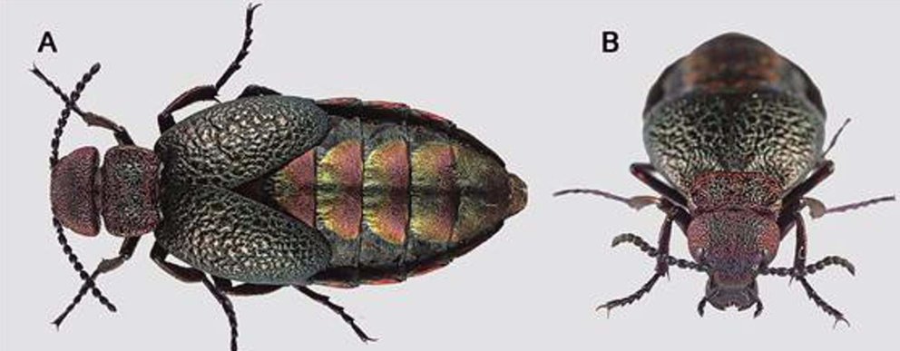  Investigadores del CSIC describen una nueva especie de escarabajo africano - CSIC 