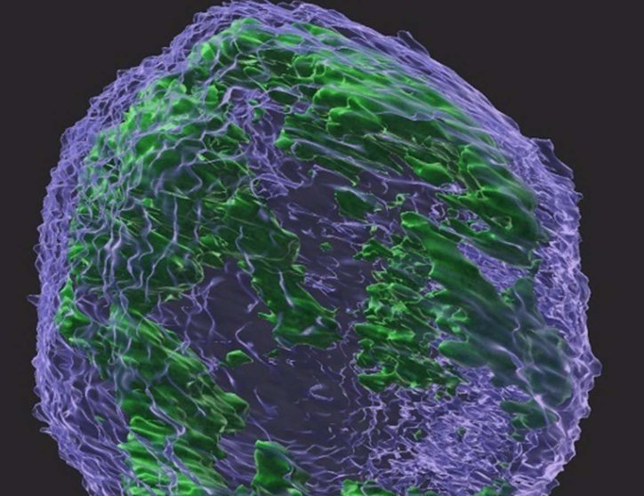  Archivo - Una imagen tridimensional del núcleo de una célula cancerosa. - MEDICINA WEILL CORNELL - Archivo 