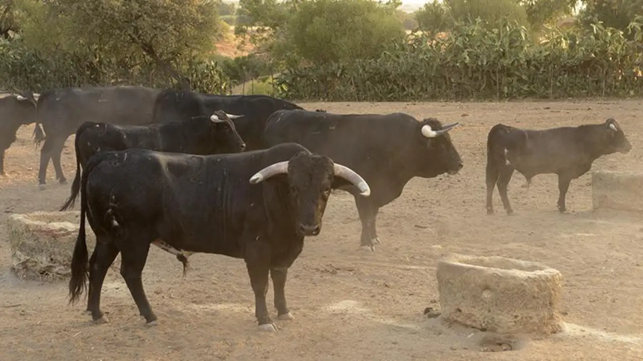 GRA170. GERENA (SEVILLA), 02/09/2016.- Un grupo de toros bravos ante un abrevadero en la ganader&iacute;a de Albaserrada, en Gerena (Sevilla), durante una visita de turistas dentro del programa 'Territorio Toro', que intenta que el toro bravo desde los propios campos donde se cr&iacute;a sea un recurso tur&iacute;stico m&aacute;s en la provincia Sevilla, cuna de las ganader&iacute;as taurinas. EFE/Ferm&iacute;n Cabanillas