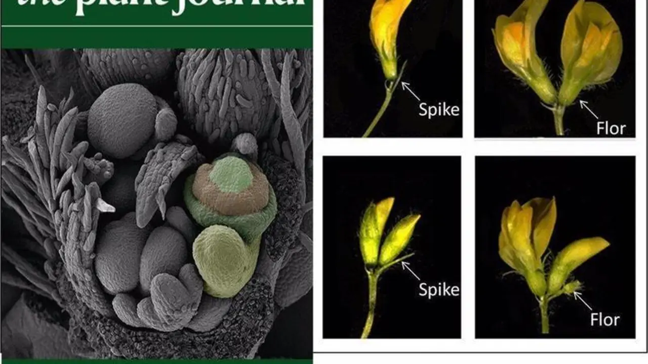  Revista The plant journal 