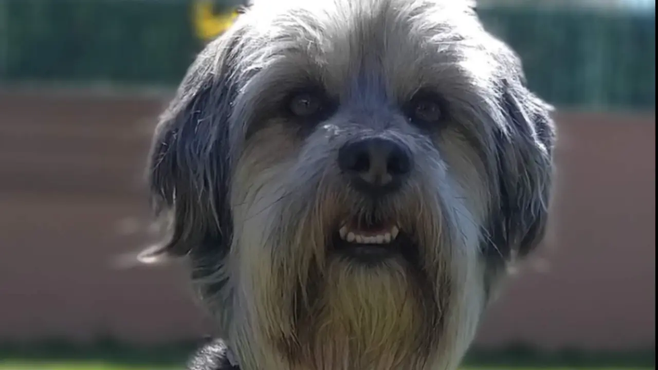  Faruq, el perro desaparecido. Facebook: @bealoy 