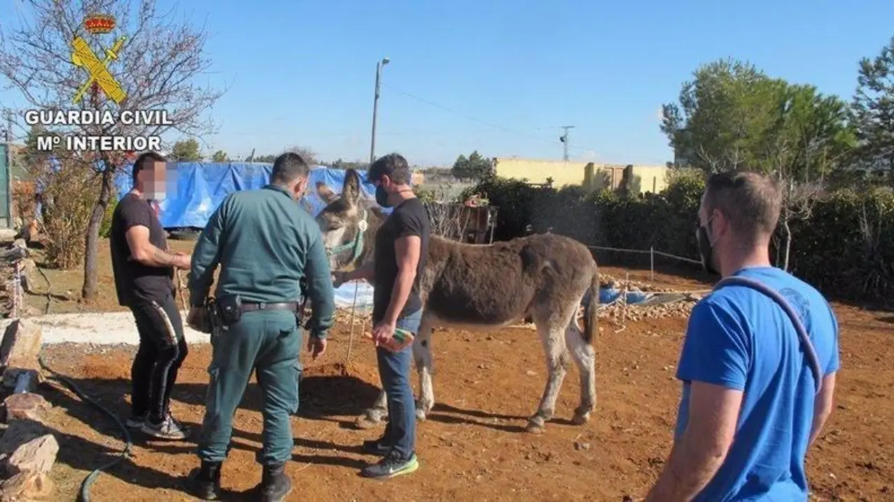  Burro encontrado en una finca abandonada de Toledo. 