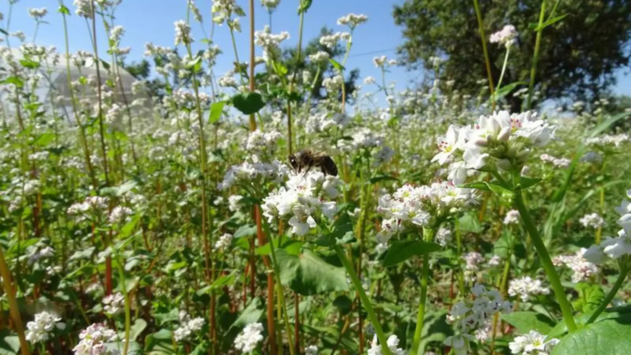  Campo de trigo sarraceno. JUNTA DE ANDALUCIA 