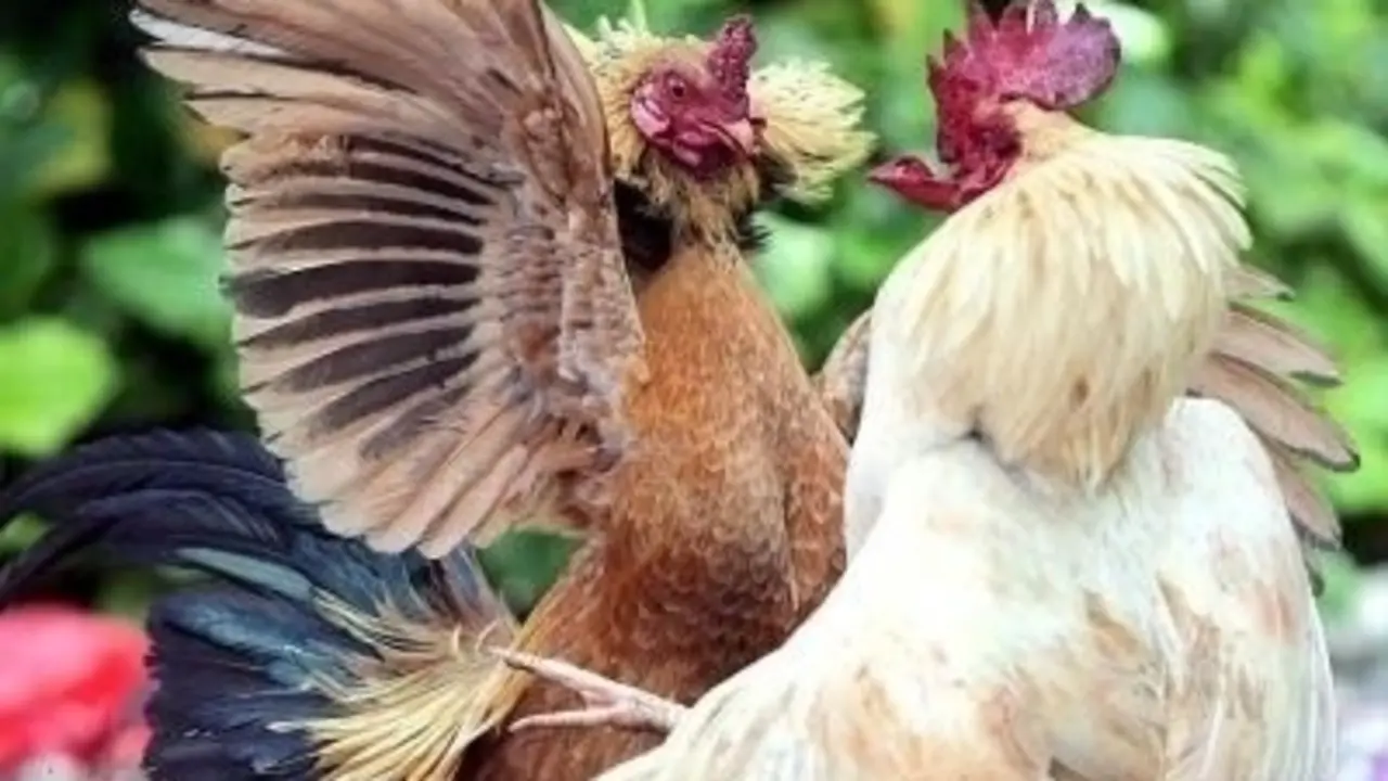 Pelea de gallos. // Twitter 